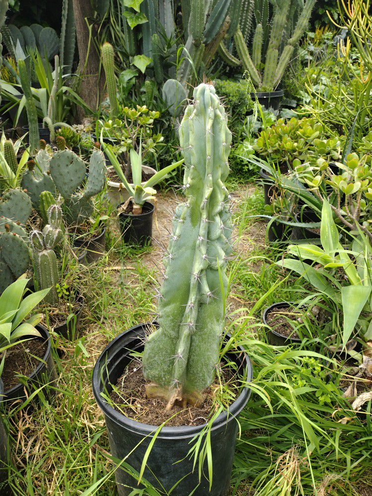 Monstrosis Apple Cactus Plant