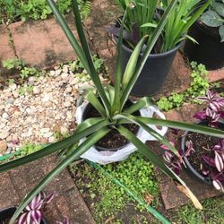 Organics Mini Pineapple Fully Grown Plant 3 Gallon 3ft