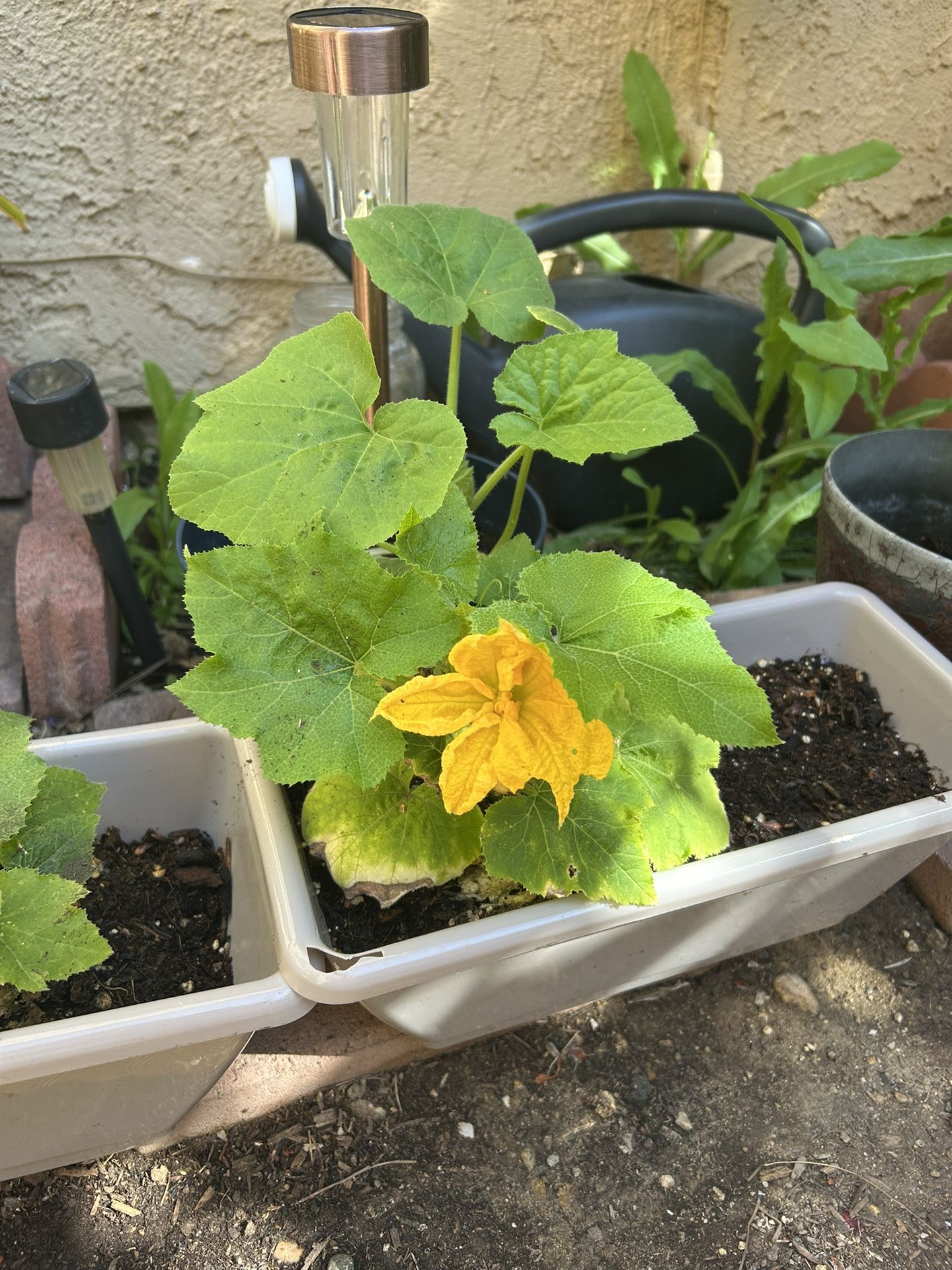 Pumpkin Plant