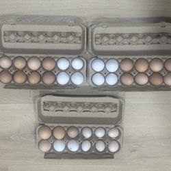 Organic eggs $6 / Dozen