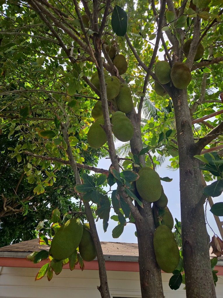 Jack fruit