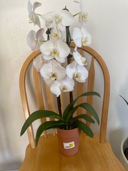 Orquidea