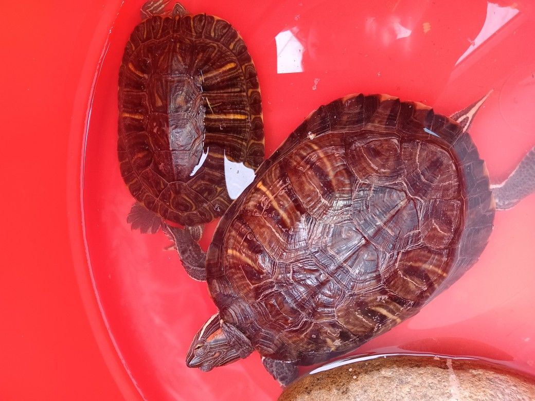 Red Slider Turtles