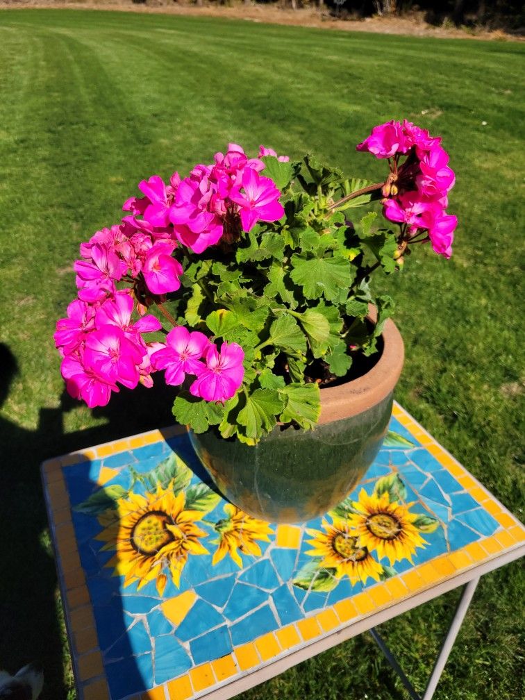 Green Pot With Geranium