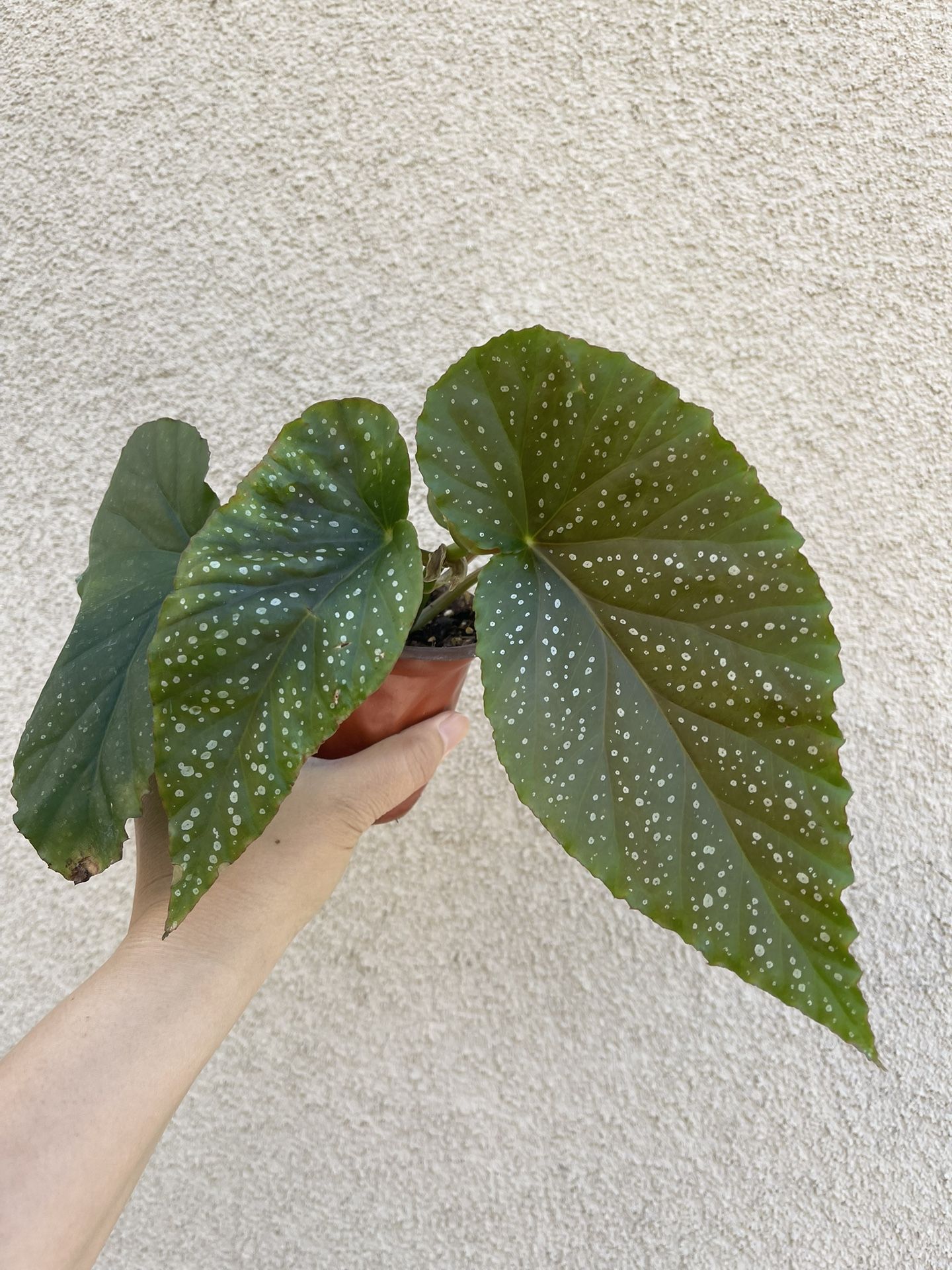 Begonia Lercerna Plant