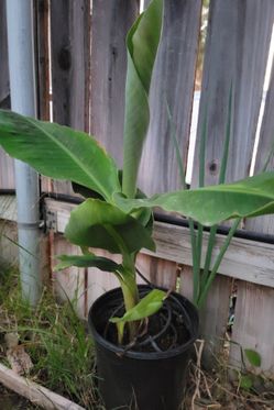 Banana Trees