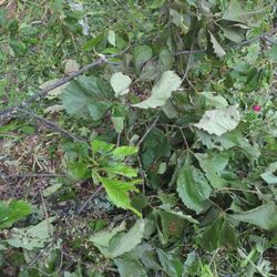 Chestnut Oak  Wood 