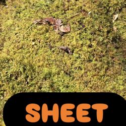 Live Terrarium Moss