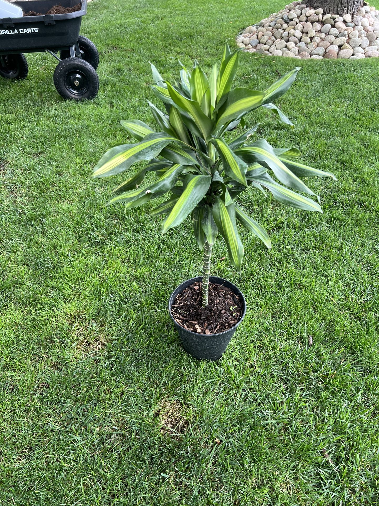Topiary Verigated Dracena