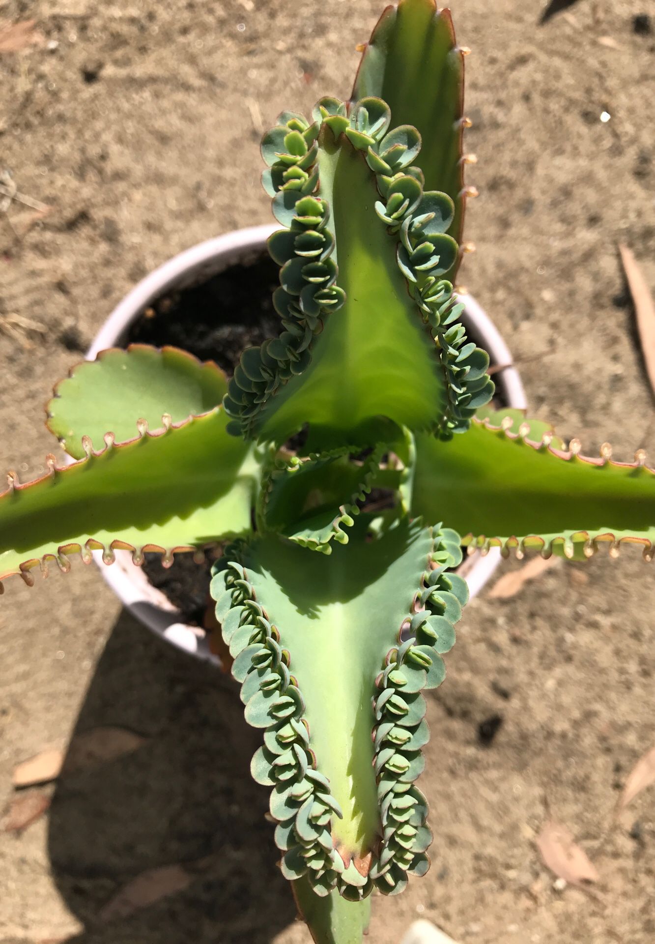 Succulent Mother of thousands or Mexican Hat (Baby plant only)