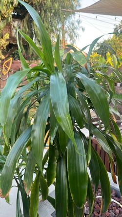 House plant