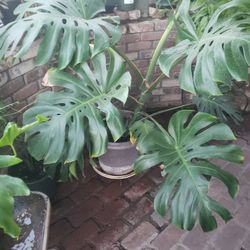 Monstera Delicious Plant