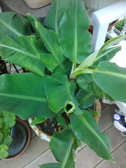AMAZING BLOODY DWARF BANANA PLANT BABIES