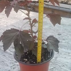 Cranberry Hibiscus Plant,  Live,  8" Tall