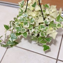 Beautiful Deep White Ivy Plants