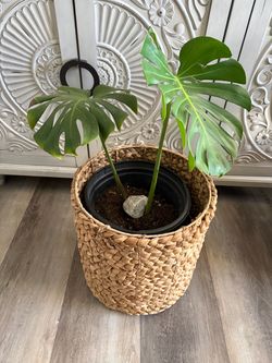Beautiful Monstera plant with basket