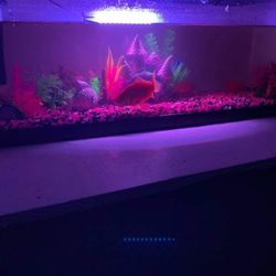 Fish Aquarium 