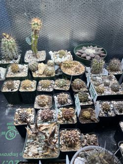 Cactus for sale