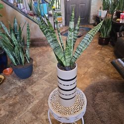 Sansevieria Snake Plant In 12in Ceramic Pot With Black Stones 