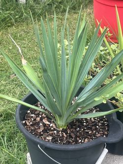Planta De Yucca 5 Gallon