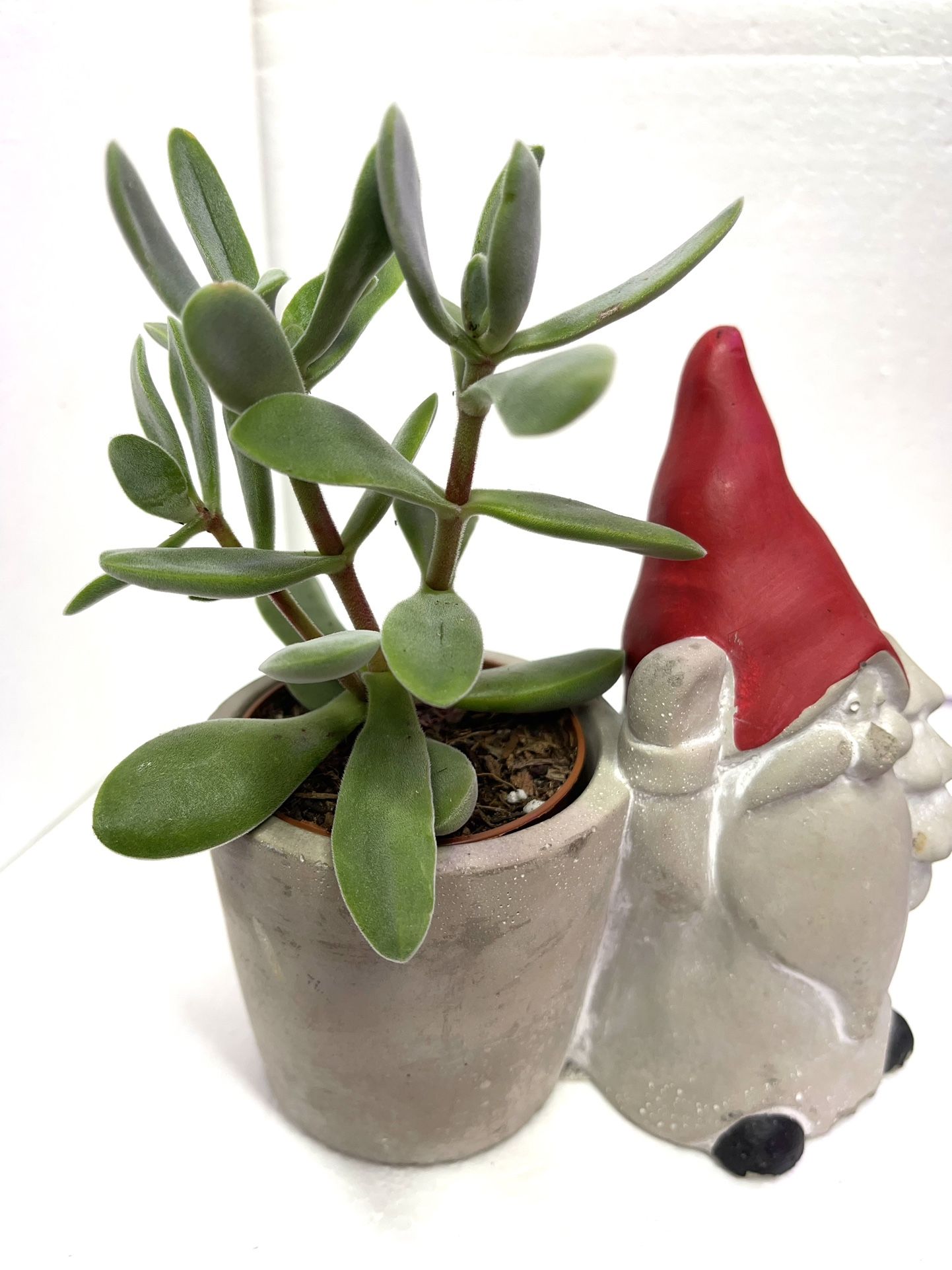 ๐๐House Plant In Cute Cement Pot 3"-5"H x 5.5"W.