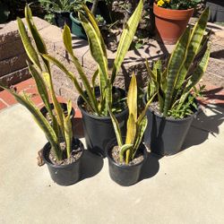 Snake Plants