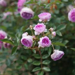 Rare European, Japan rose plants : Aunt Margy's