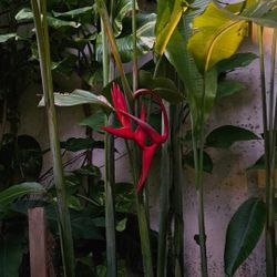 Heliconia Hot Rio Nights