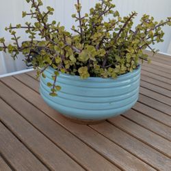 Ceramic MCM Planter With Dwarf Jade Elephant Bush Succulent Plant