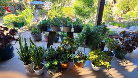 Simi Valley Plant Sale 8/22