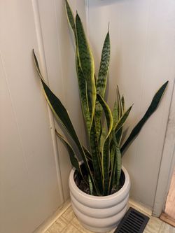 Snake plant with pot