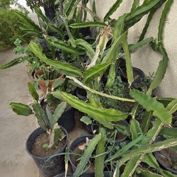 Dragon Fruite  Plants
