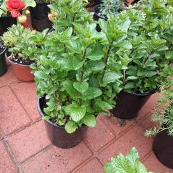 Spearmint Plant