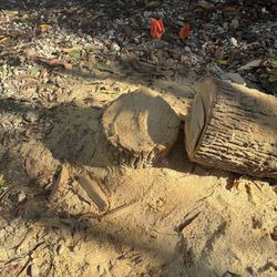 Stumps grinder Palms and trees         