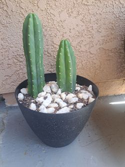 San Pedro  🌵