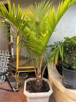 Majestic Palm tree