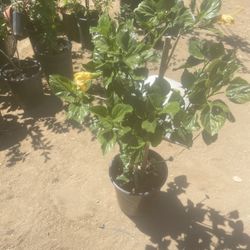 Hibiscus Flowers 5 Gal 