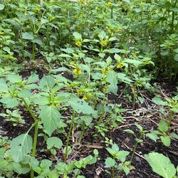 Tomatillo Plants