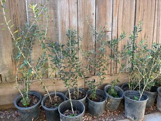 All of tree is 2 foot tall $20 each All the tree is 2 foot tall $20 each