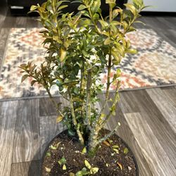 Boxwood Bonsai 