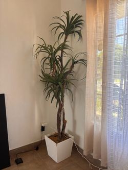 7 ft artificial money tree white plant vase plants yard indoor outdoor decor must sell
