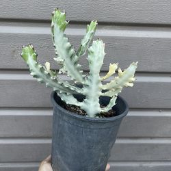 6” euphorbia white ghost