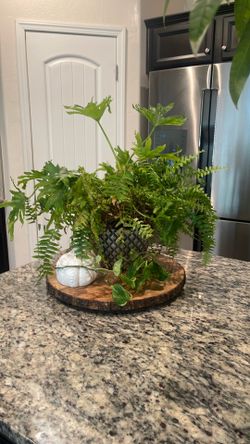Fern Plant w Ivy