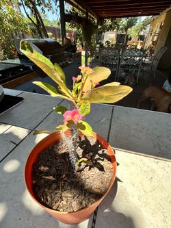 Planta Corona de cristo