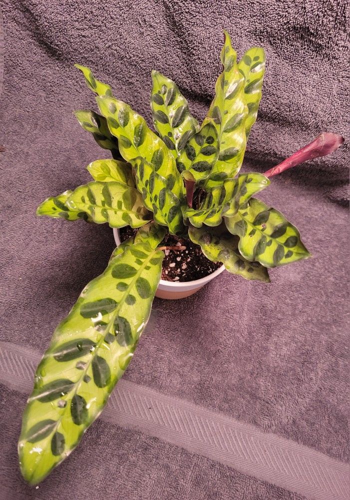 Rattlesnake plant in painted clay pot