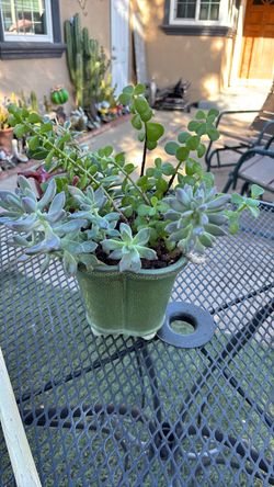 SUCCULENTS
