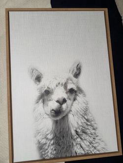 Animal Canvas photo
