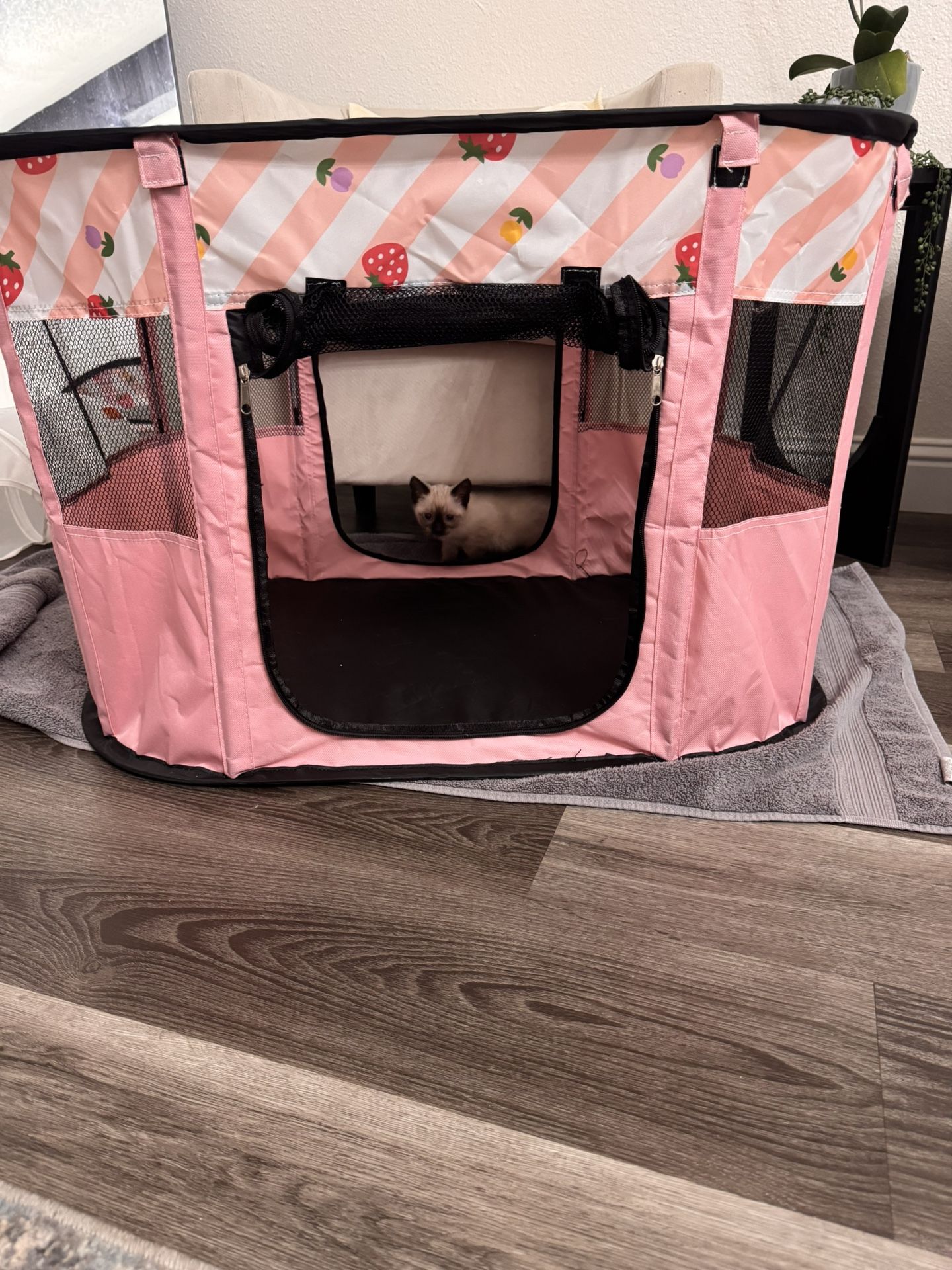 Cat Kitten playpen
