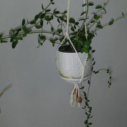 $5 Hoya Cumingiana
