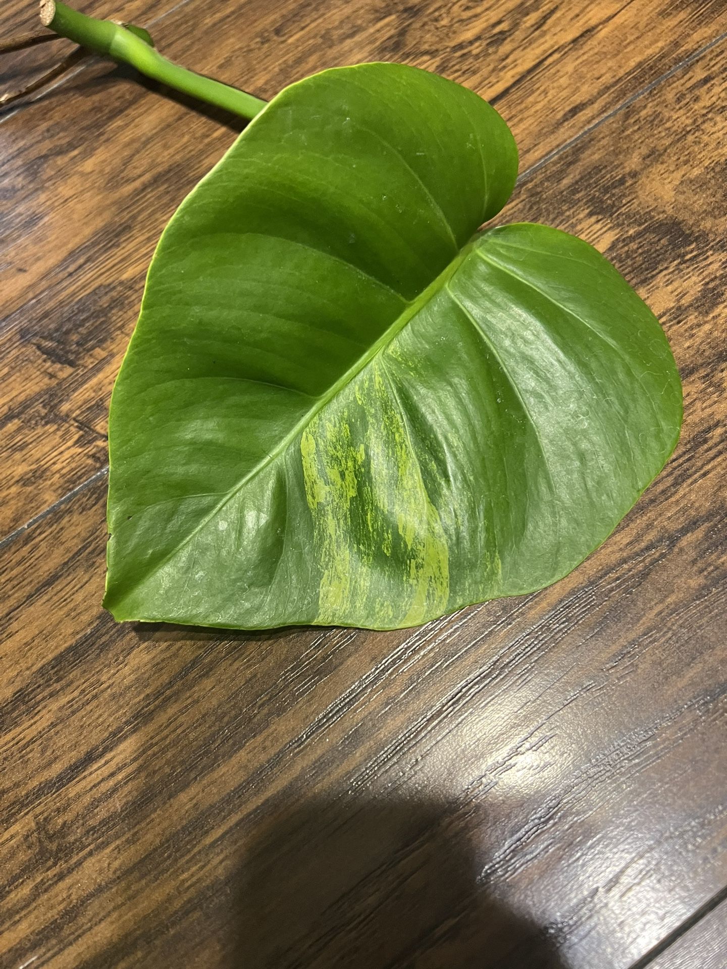 Monstera Aurea Plant Cutting Rooted